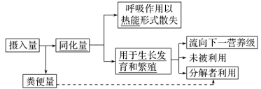 能量金字塔分析_如图是生态系统的能量流动图解_生态系统能量流动过程