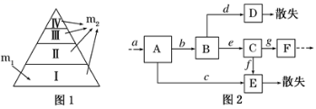 生态系统能量流动过程_如图是生态系统的能量流动图解_能量金字塔分析