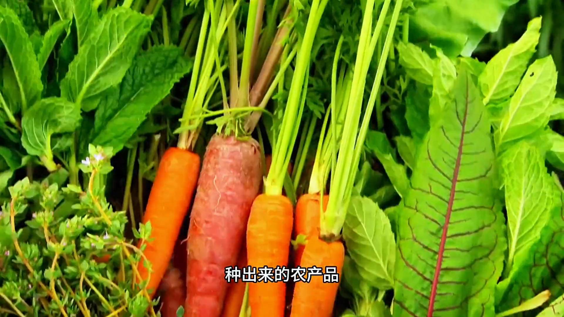 全球农场模式第124期_生态农业埋木种植床_生态农业模式规划