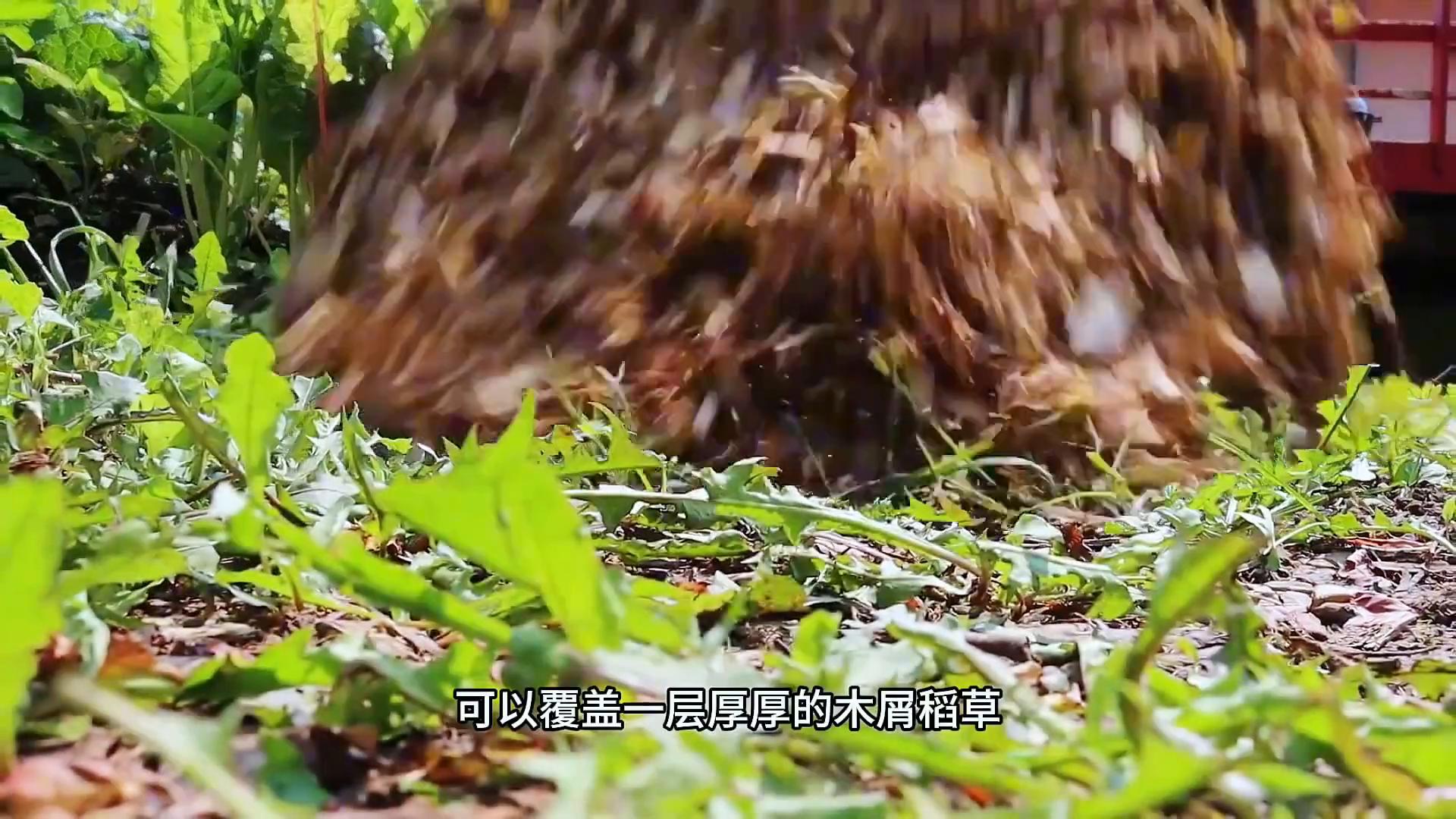 生态农业模式规划_全球农场模式第124期_生态农业埋木种植床