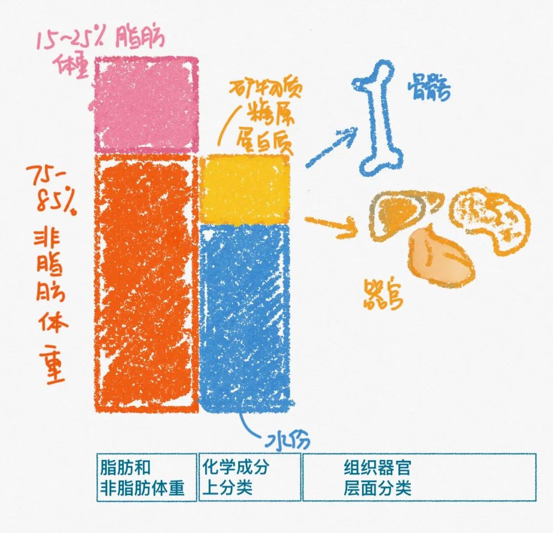 最近早晚体重一样 好怕_体重波动原因_减重期体重变化规律