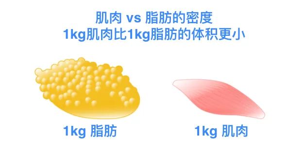 最近早晚体重一样 好怕_体重波动原因_减重期体重变化规律