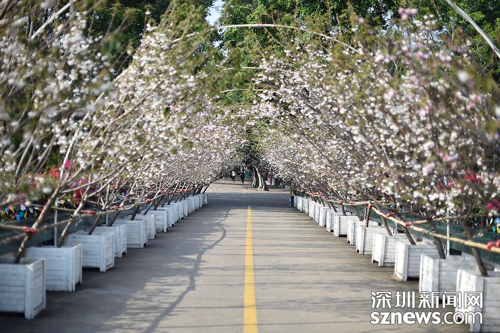 貂蝉樱贵妃樱小乔樱花观赏地点_深圳观澜生态体育园樱花节_观澜生态体育园图片