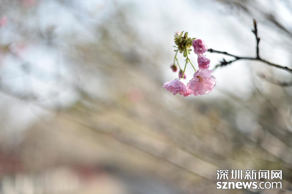 观澜生态体育园图片_貂蝉樱贵妃樱小乔樱花观赏地点_深圳观澜生态体育园樱花节