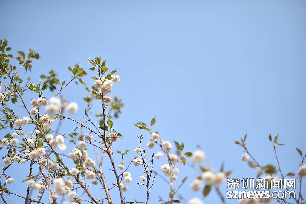 深圳观澜生态体育园樱花节_貂蝉樱贵妃樱小乔樱花观赏地点_观澜生态体育园图片