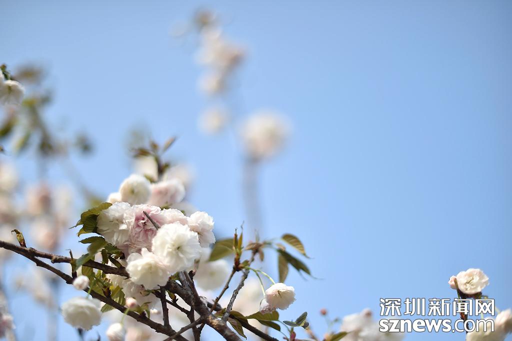 深圳观澜生态体育园樱花节_观澜生态体育园图片_貂蝉樱贵妃樱小乔樱花观赏地点