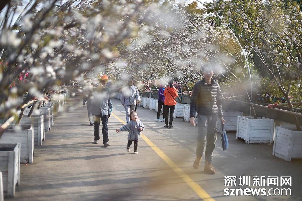 深圳观澜生态体育园樱花节_观澜生态体育园图片_貂蝉樱贵妃樱小乔樱花观赏地点