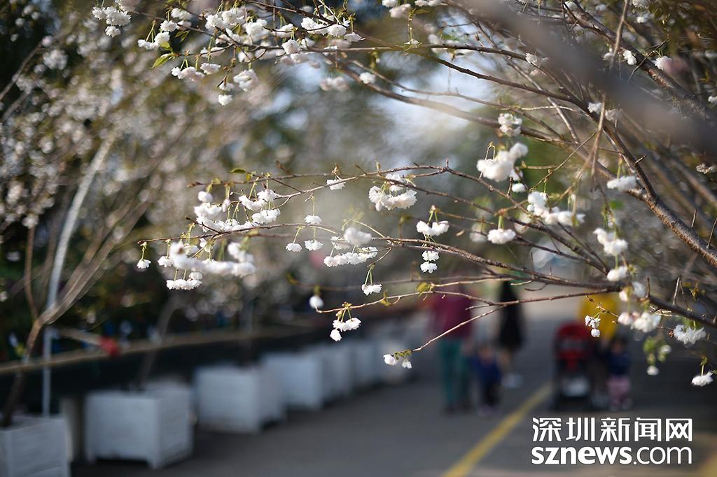 观澜生态体育园图片_深圳观澜生态体育园樱花节_貂蝉樱贵妃樱小乔樱花观赏地点