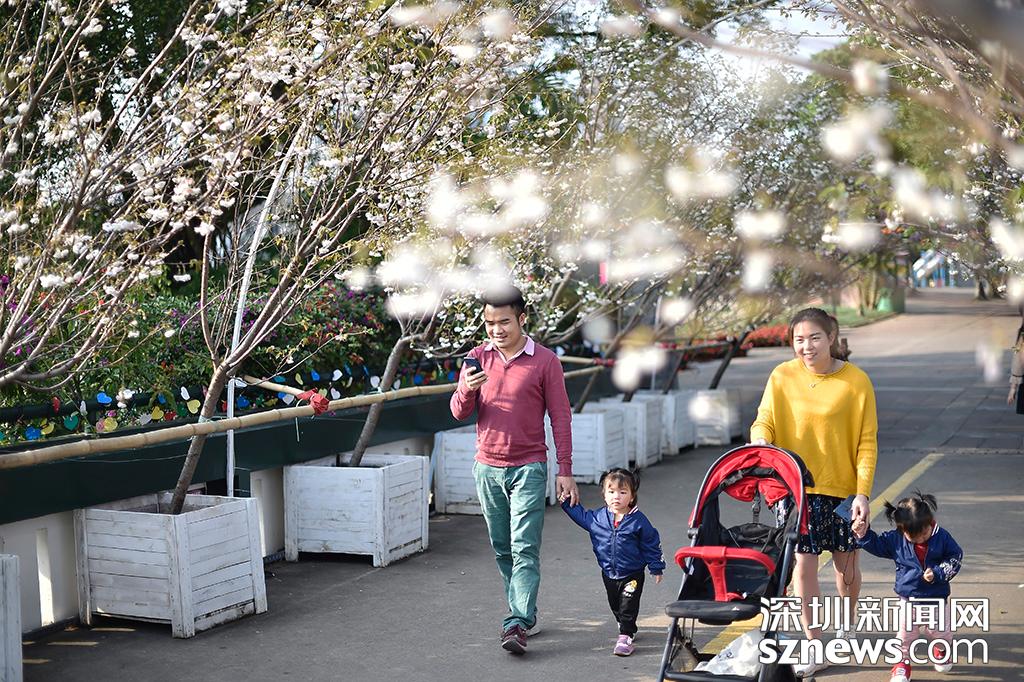 深圳观澜生态体育园樱花节_观澜生态体育园图片_貂蝉樱贵妃樱小乔樱花观赏地点