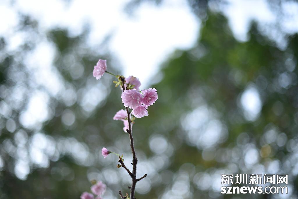 貂蝉樱贵妃樱小乔樱花观赏地点_观澜生态体育园图片_深圳观澜生态体育园樱花节