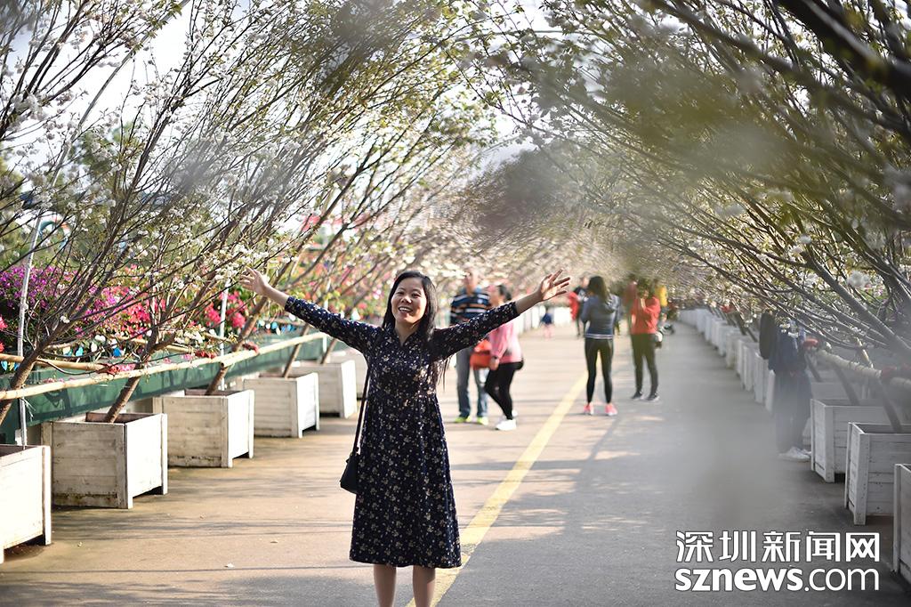 观澜生态体育园图片_貂蝉樱贵妃樱小乔樱花观赏地点_深圳观澜生态体育园樱花节
