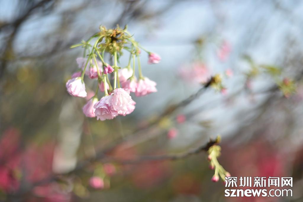 貂蝉樱贵妃樱小乔樱花观赏地点_观澜生态体育园图片_深圳观澜生态体育园樱花节