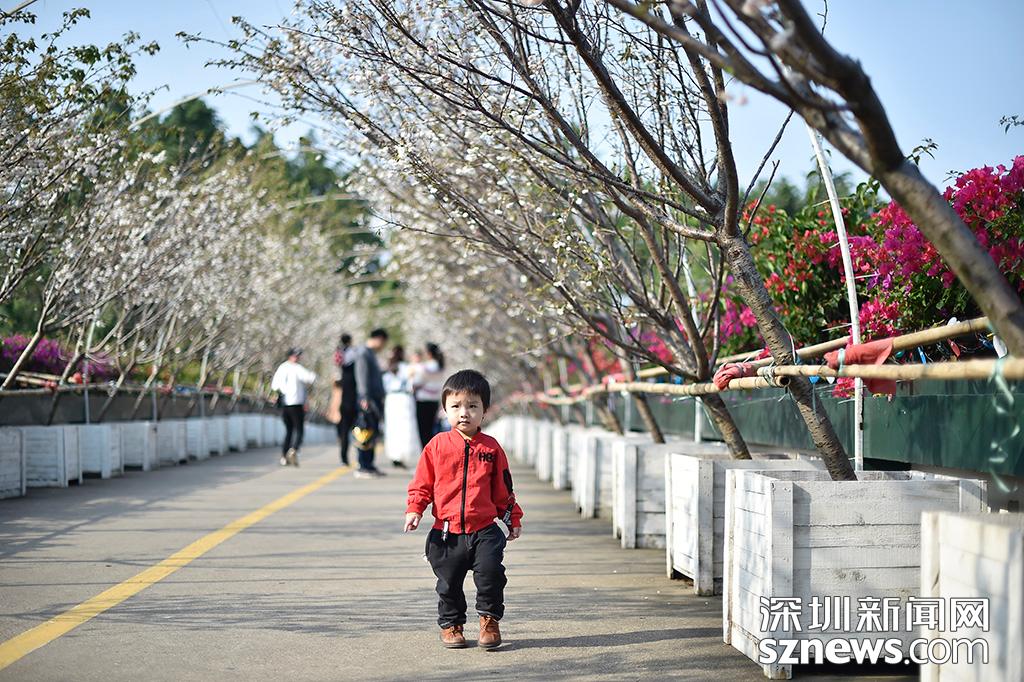 貂蝉樱贵妃樱小乔樱花观赏地点_深圳观澜生态体育园樱花节_观澜生态体育园图片