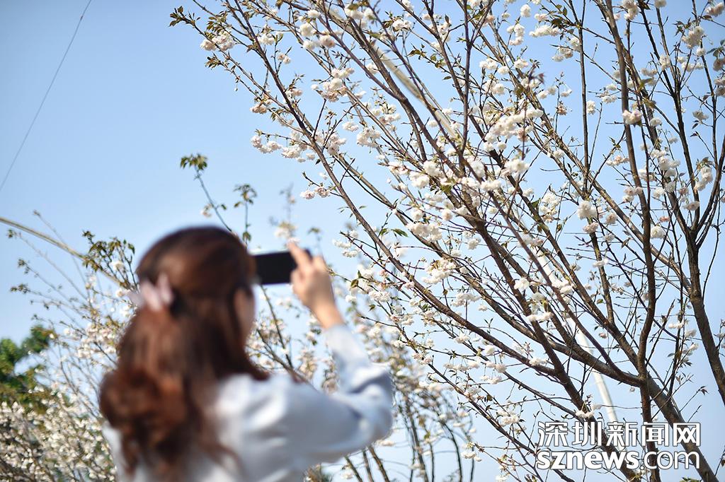 深圳观澜生态体育园樱花节_观澜生态体育园图片_貂蝉樱贵妃樱小乔樱花观赏地点