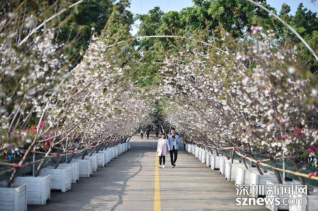 貂蝉樱贵妃樱小乔樱花观赏地点_观澜生态体育园图片_深圳观澜生态体育园樱花节