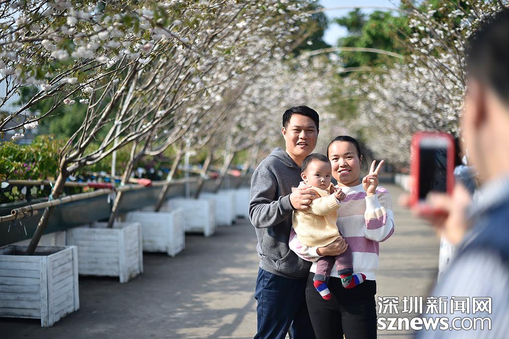 观澜生态体育园图片_深圳观澜生态体育园樱花节_貂蝉樱贵妃樱小乔樱花观赏地点