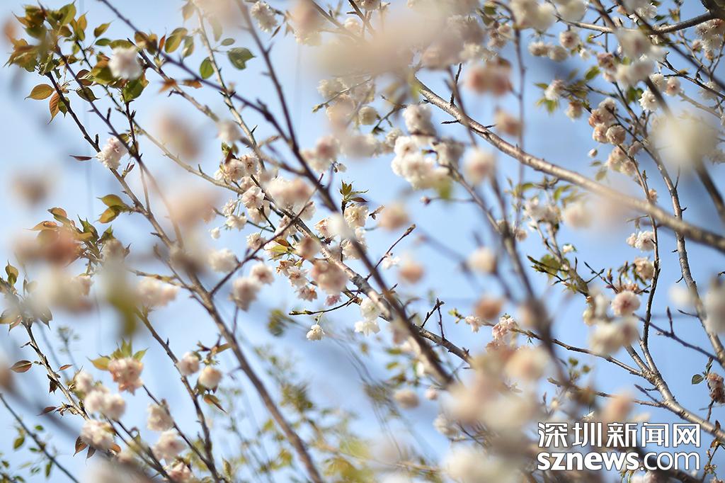 深圳观澜生态体育园樱花节_观澜生态体育园图片_貂蝉樱贵妃樱小乔樱花观赏地点