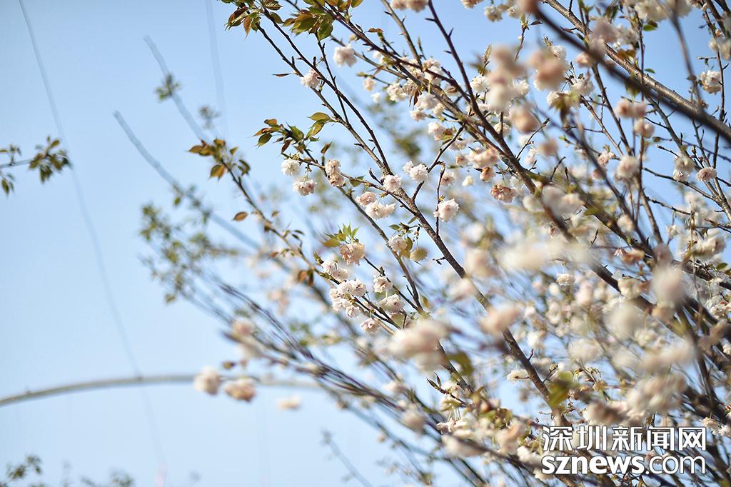 观澜生态体育园图片_深圳观澜生态体育园樱花节_貂蝉樱贵妃樱小乔樱花观赏地点