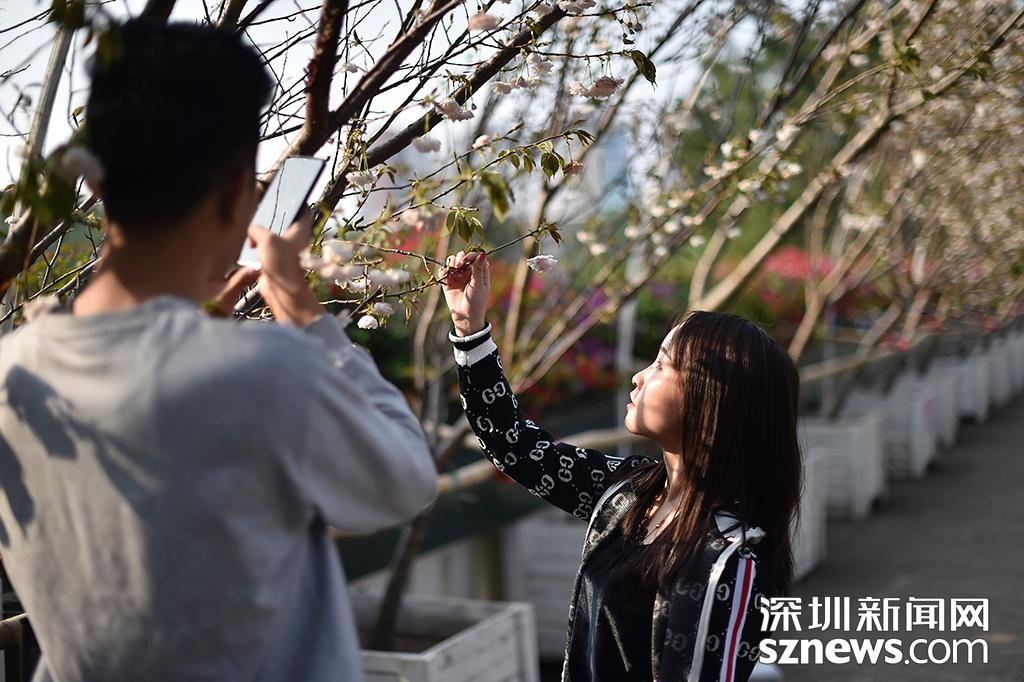 貂蝉樱贵妃樱小乔樱花观赏地点_深圳观澜生态体育园樱花节_观澜生态体育园图片