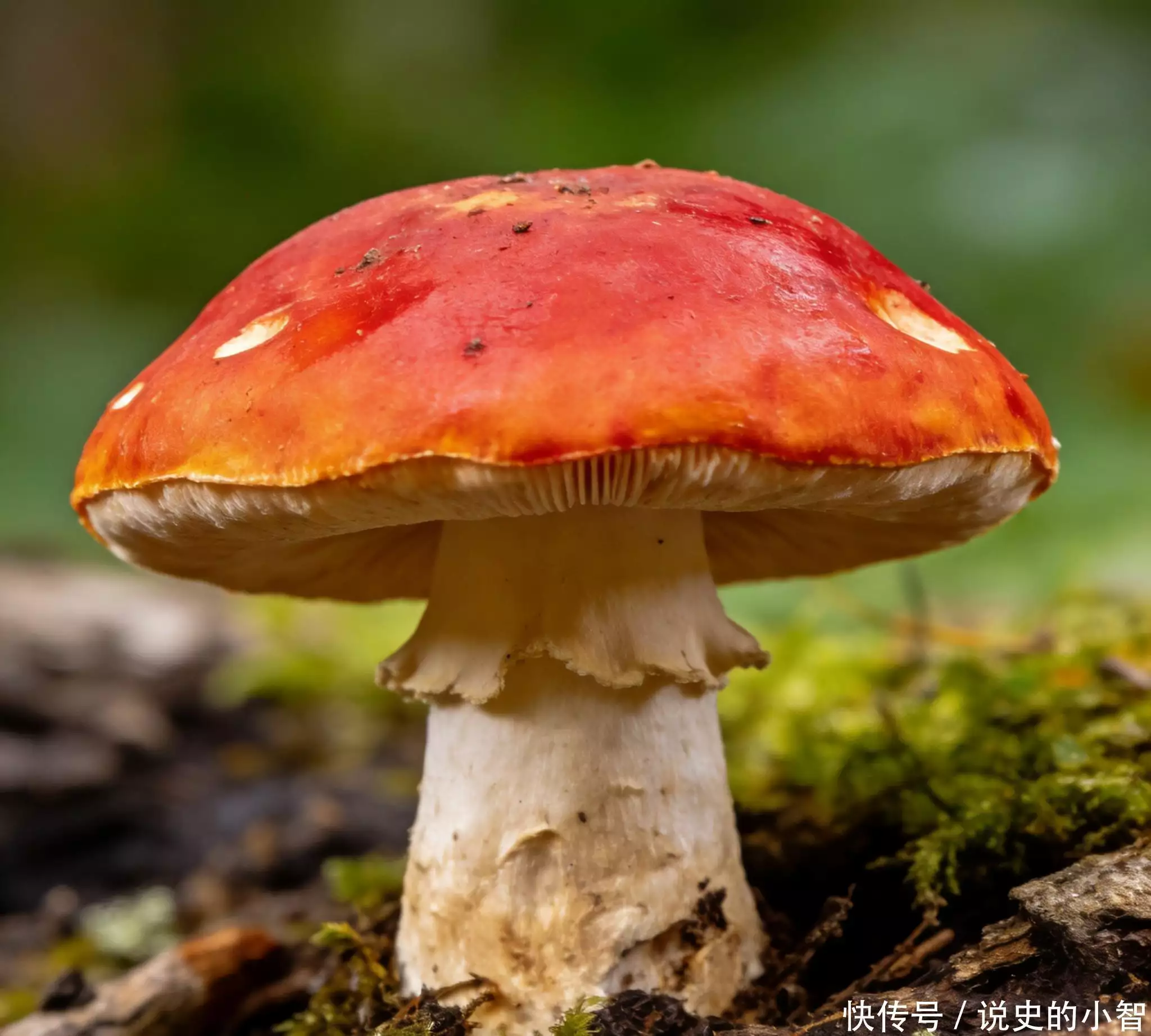 努尔哈赤传位多尔衮真相_皇太极汗位争夺历史分析_皇太极多尔衮