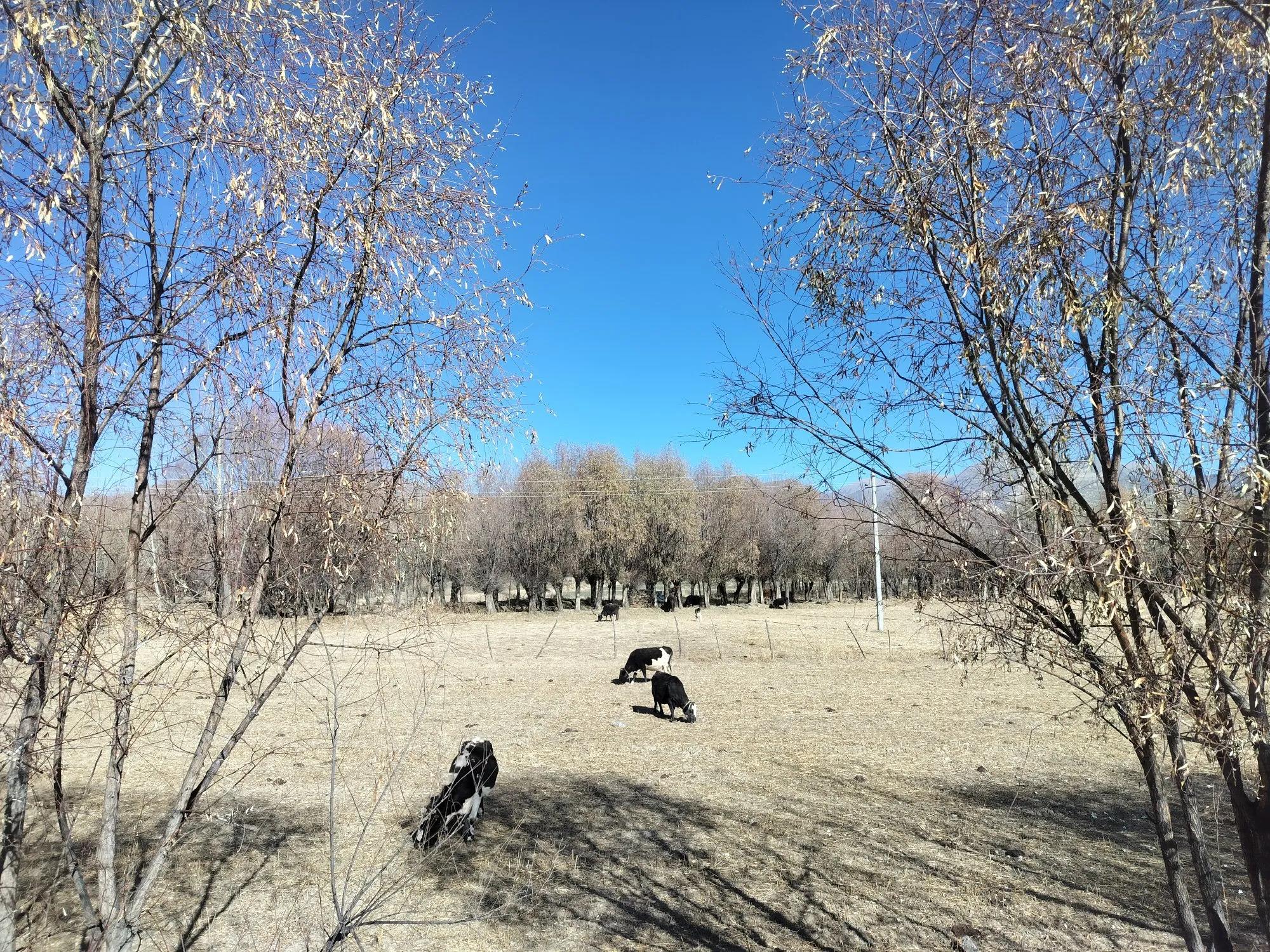 贡嘎机场到拉萨市区_贡嘎县城旅游路线_高原自然风光体验