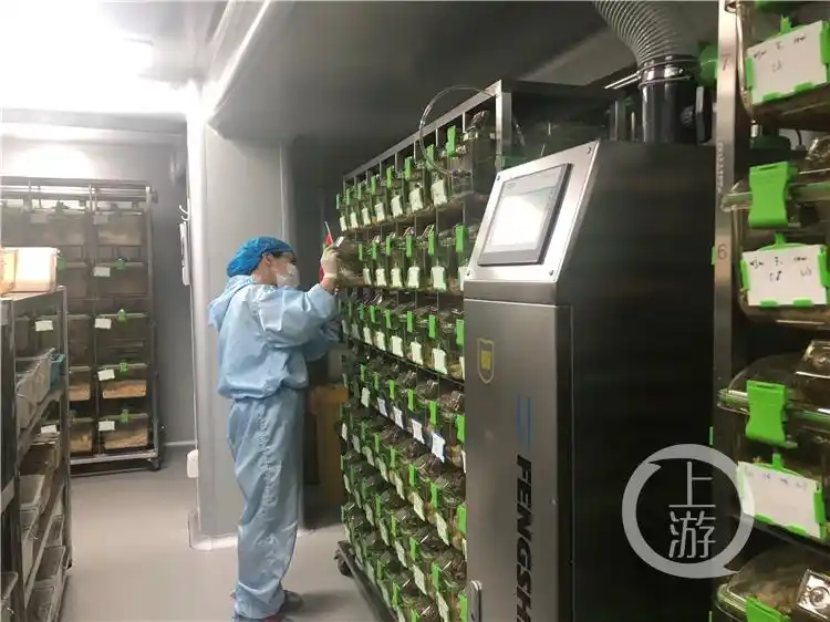 人类胚胎工程 重庆市重点实验室_小白鼠繁殖几代可用于实验_小白鼠试管婴儿实验