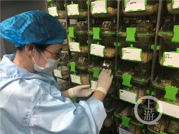 人类胚胎工程 重庆市重点实验室_小白鼠试管婴儿实验_小白鼠繁殖几代可用于实验