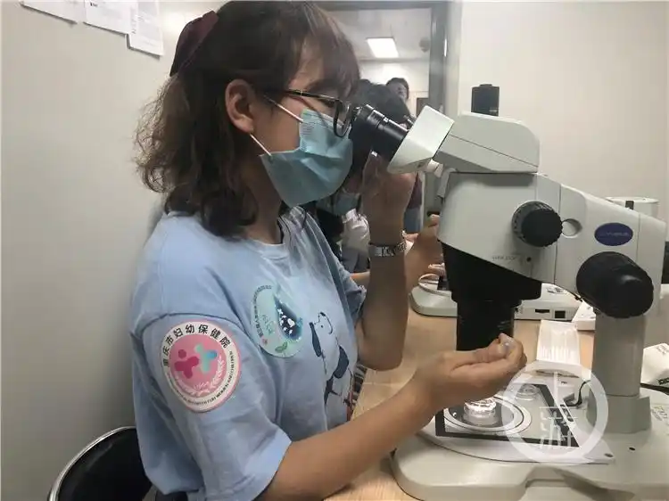 小白鼠繁殖几代可用于实验_人类胚胎工程 重庆市重点实验室_小白鼠试管婴儿实验