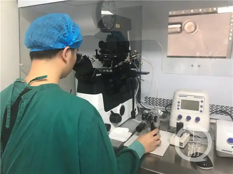 人类胚胎工程 重庆市重点实验室_小白鼠繁殖几代可用于实验_小白鼠试管婴儿实验
