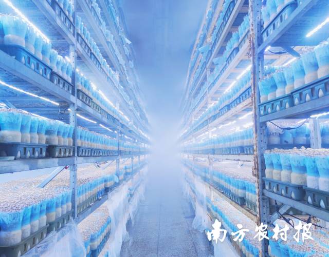 真姬菇栽培车间