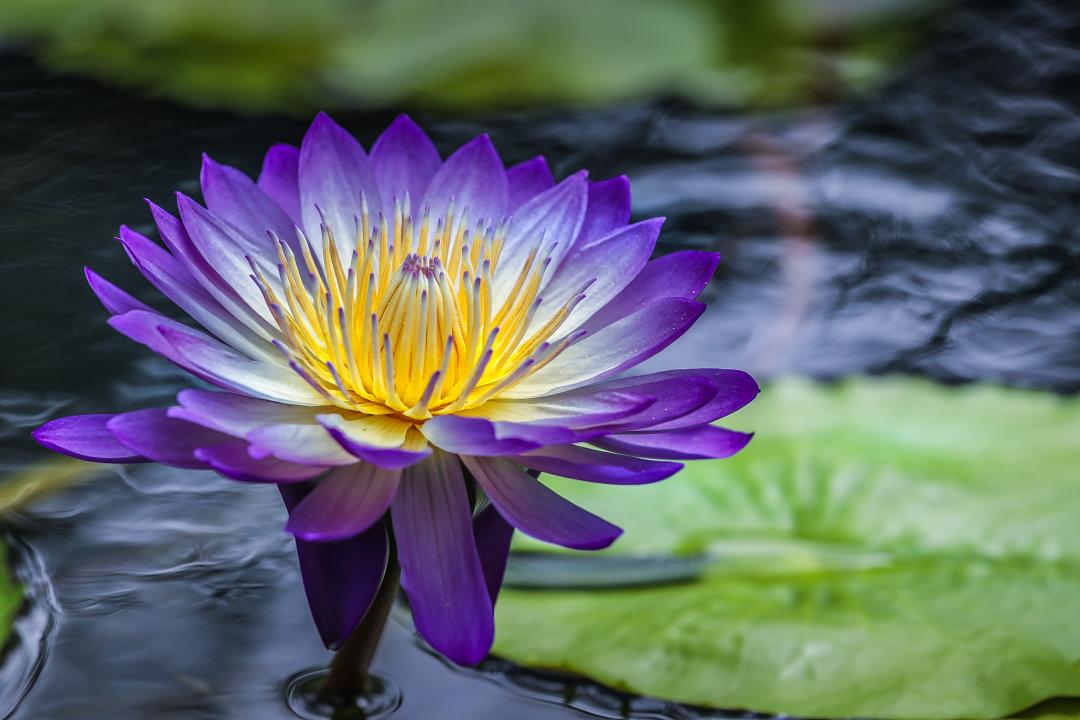 上海欢乐谷教师节门票折扣_上海景点门票优惠政策_上海教师节景区免票优惠活动