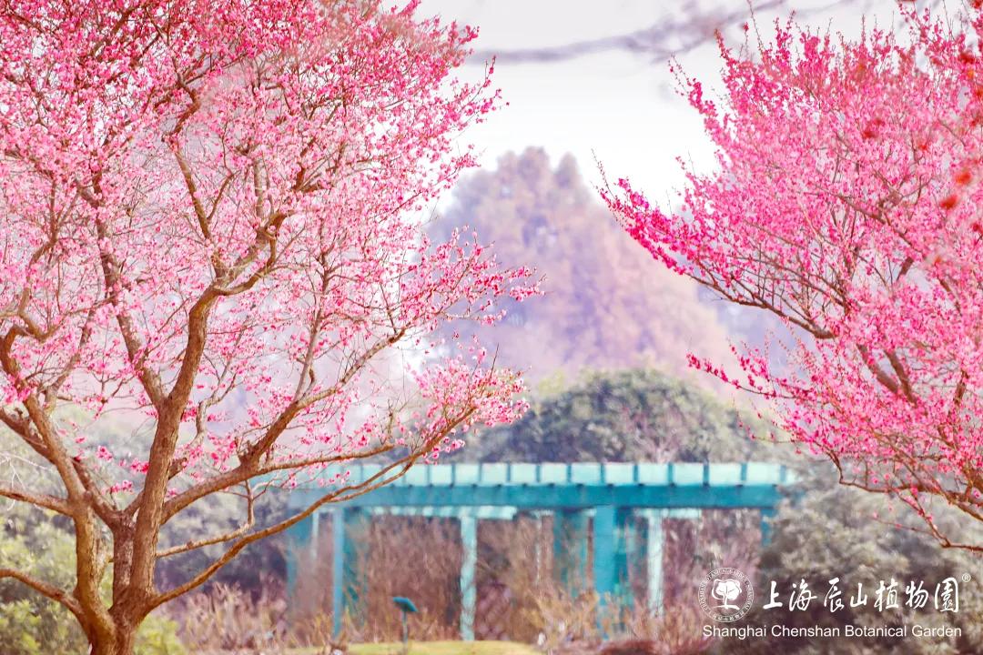 上海妇女节景区优惠活动_上海景点门票优惠政策_上海迪士尼公主月活动