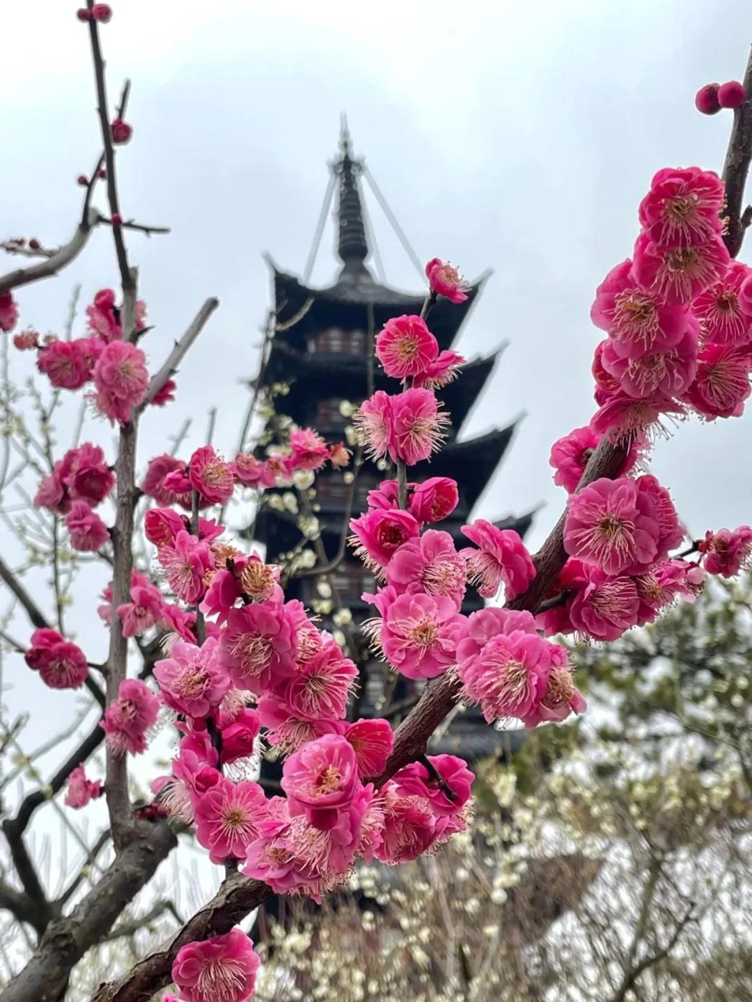 上海景点门票优惠政策_上海迪士尼公主月活动_上海妇女节景区优惠活动