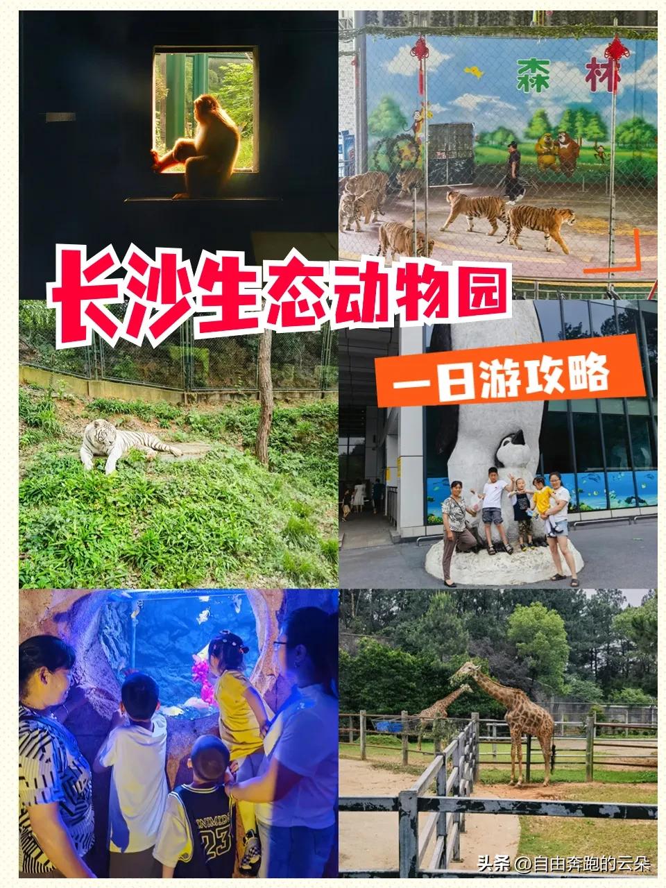 长沙生态动物园通票攻略_长沙生态动物园网址_车行区极地馆森林剧场跑马场游玩体验