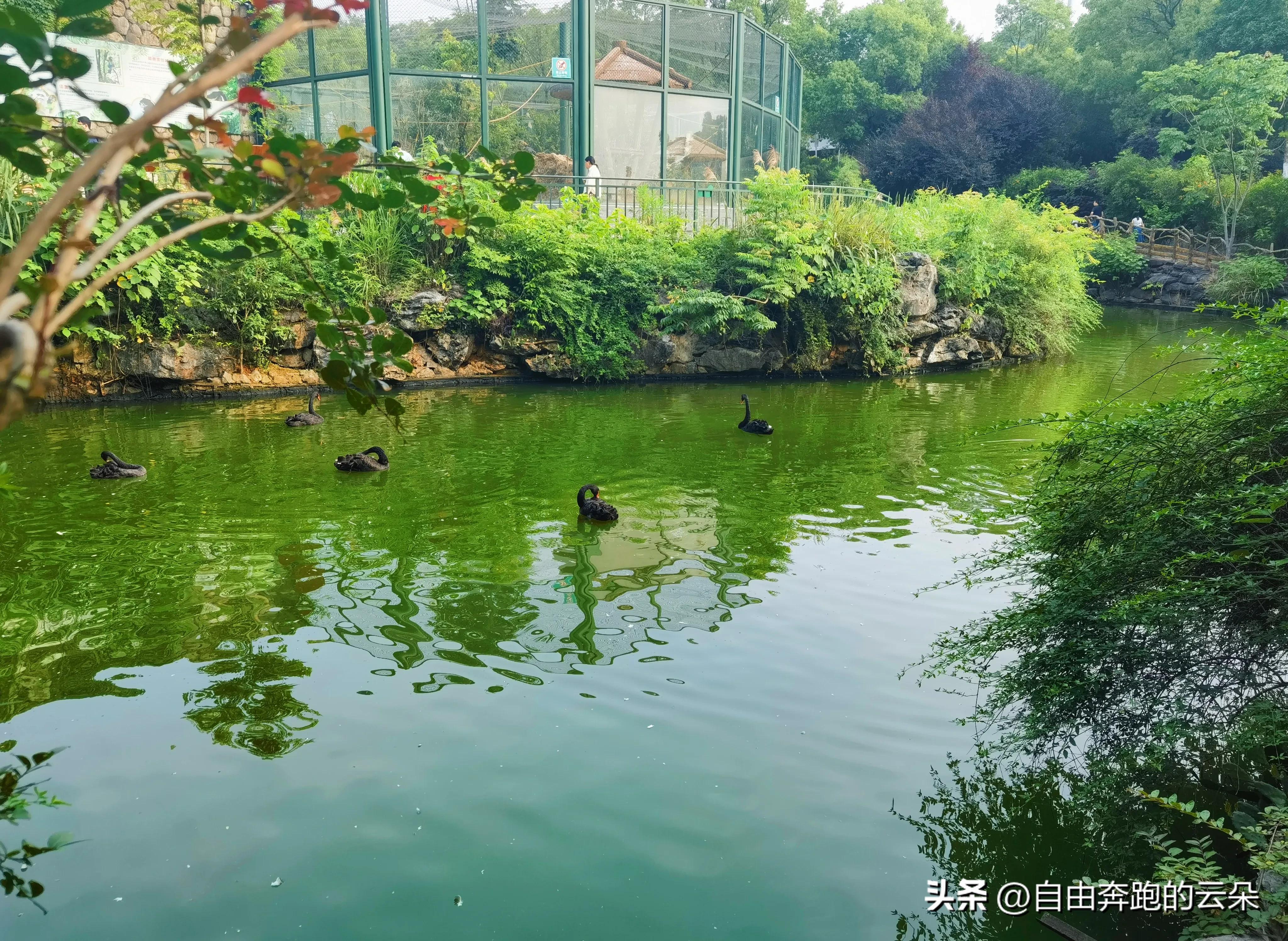 长沙生态动物园网址_车行区极地馆森林剧场跑马场游玩体验_长沙生态动物园通票攻略