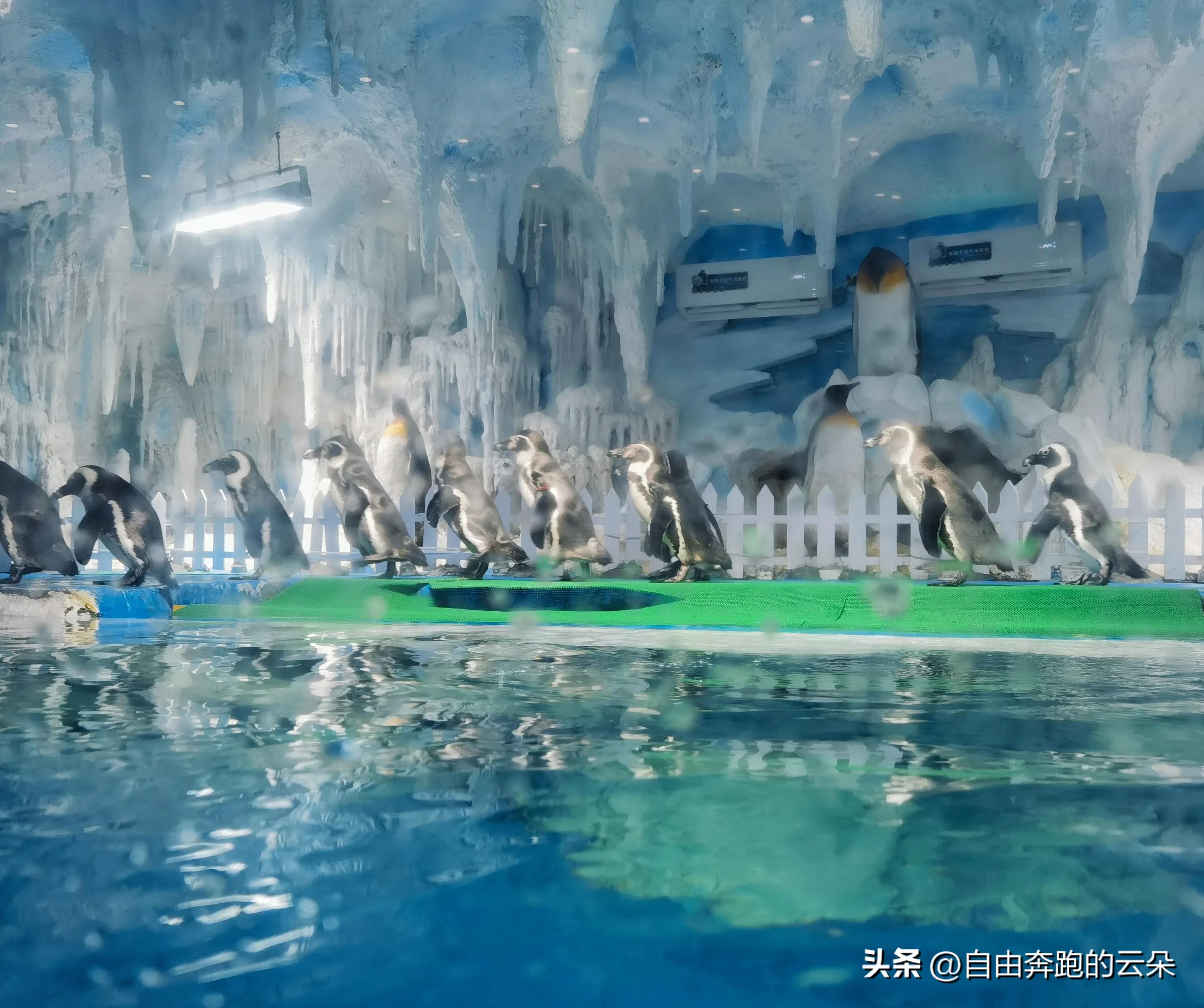 长沙生态动物园通票攻略_长沙生态动物园网址_车行区极地馆森林剧场跑马场游玩体验