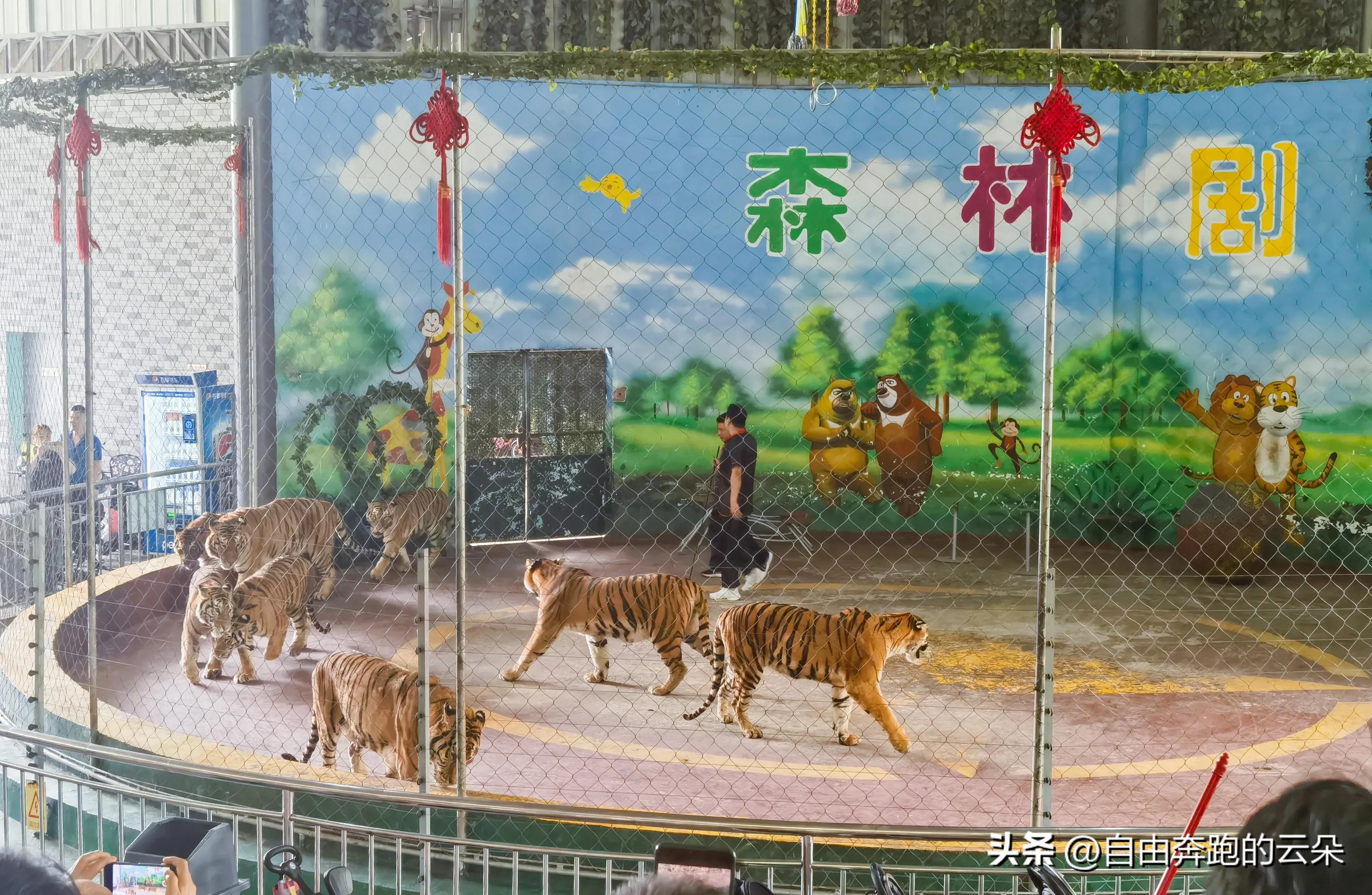 长沙生态动物园网址_车行区极地馆森林剧场跑马场游玩体验_长沙生态动物园通票攻略