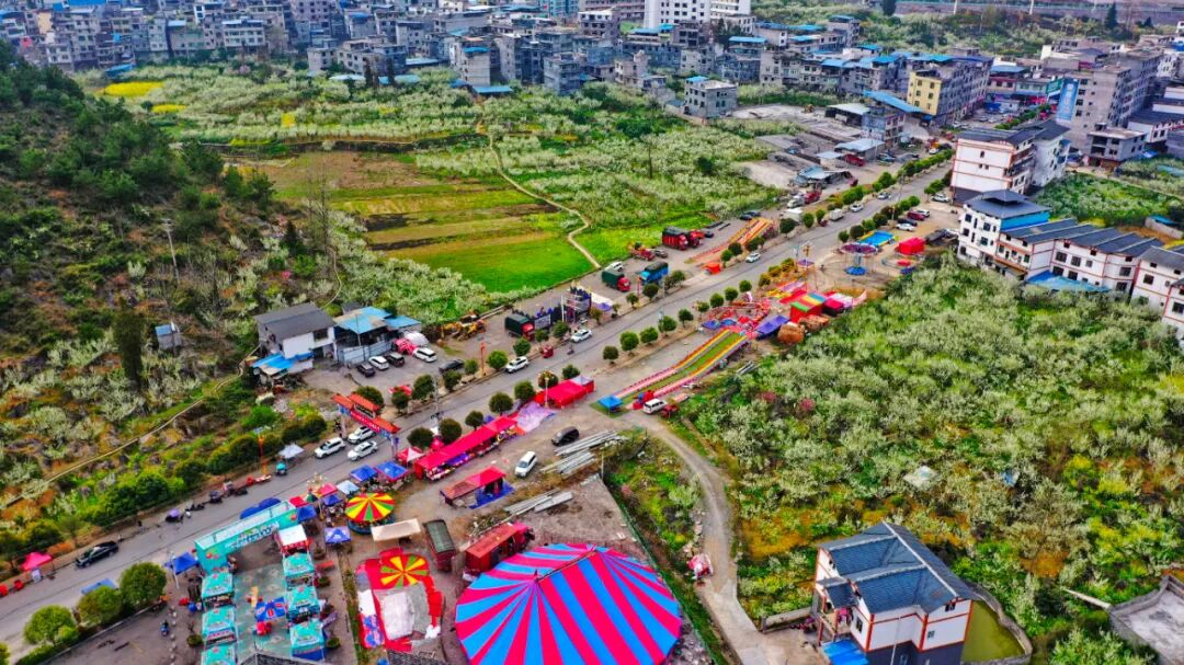 沿河自治县沙子街道空心李种植_沿河沙子空心李官网_沙子街道空心李产业发展