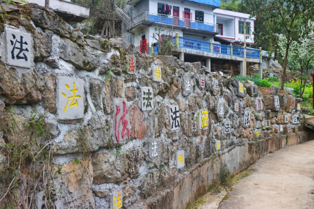 沿河沙子空心李官网_沙子街道空心李产业发展_沿河自治县沙子街道空心李种植