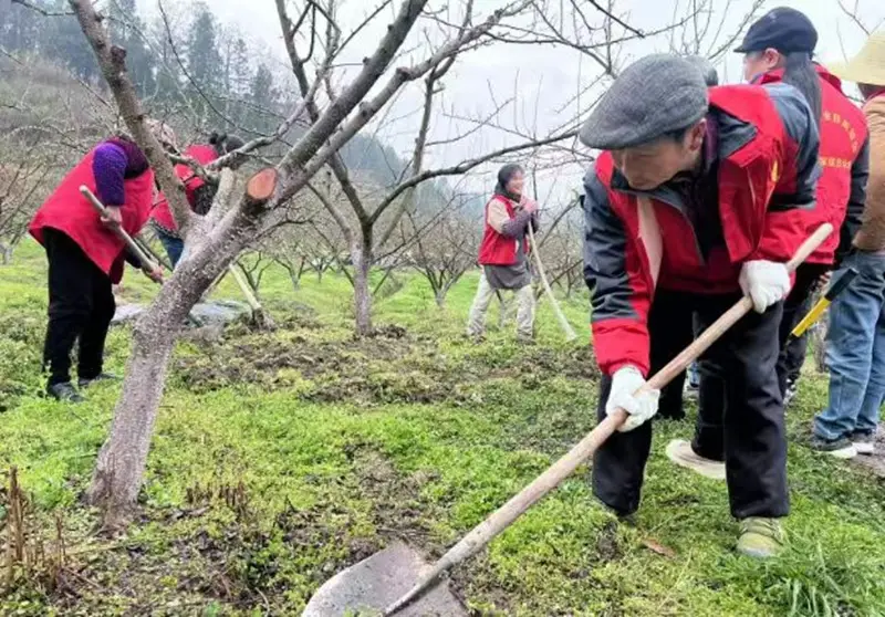 沿河自治县沙子空心李_沙子空心李种植技术_沿河沙子空心李官网