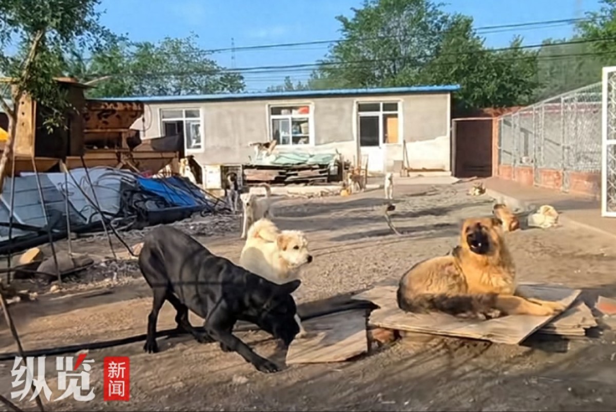 脸上长长毛的狗是什么品种_长毛狗王逆袭故事_承德土狗爆红网络