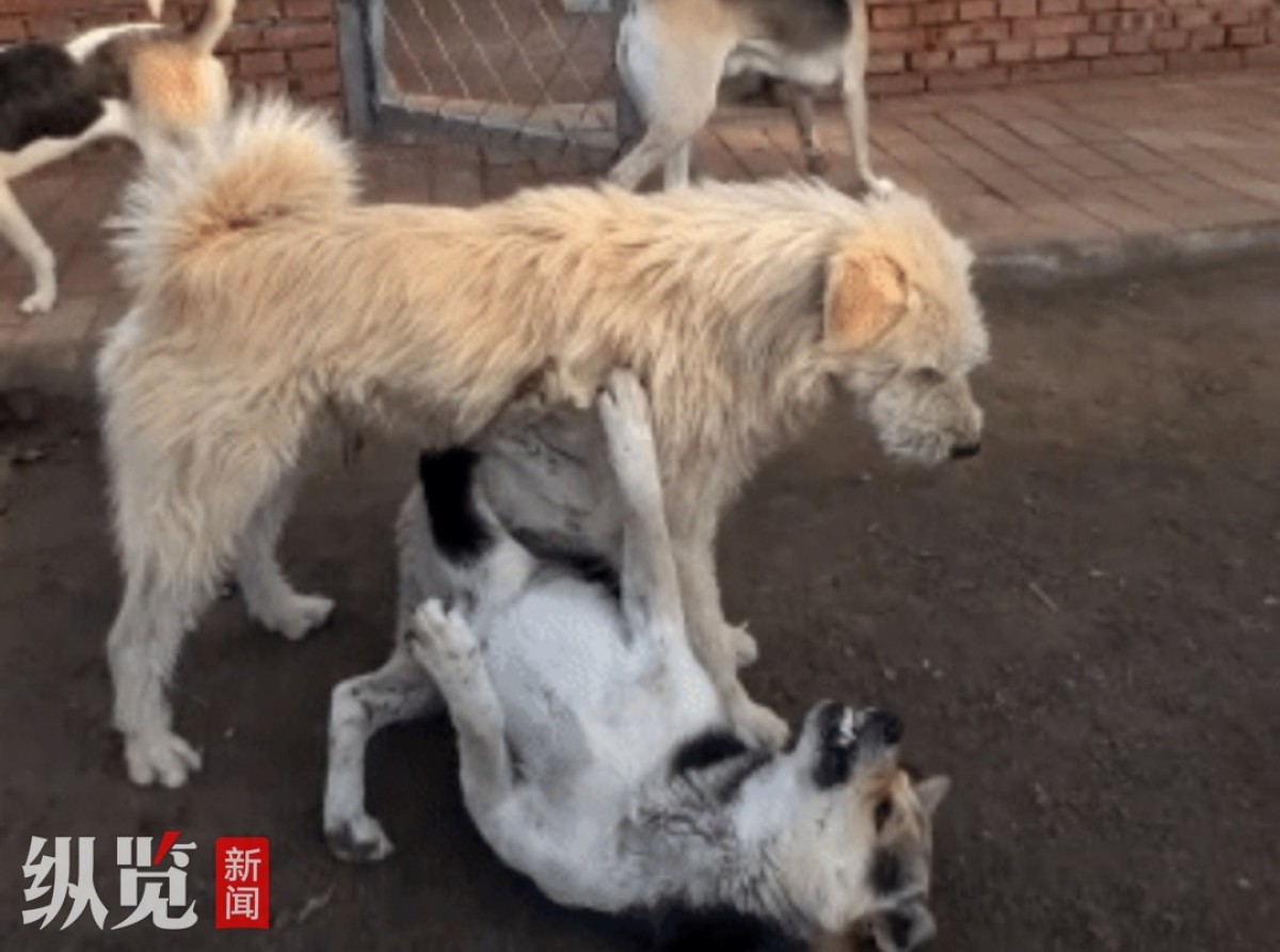 承德土狗爆红网络_脸上长长毛的狗是什么品种_长毛狗王逆袭故事