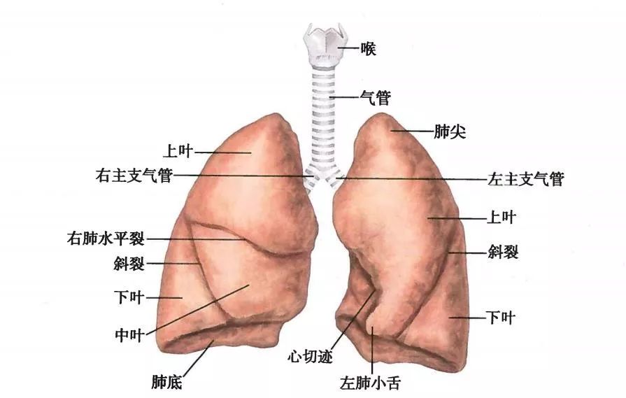 肺功能与呼吸过程_肺的解剖结构_肺部蜂窝状能治愈吗