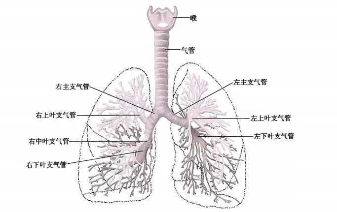 肺的解剖结构_肺部蜂窝状能治愈吗_肺功能与呼吸过程