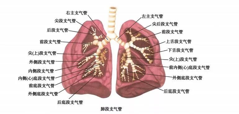 肺部蜂窝状能治愈吗_肺功能与呼吸过程_肺的解剖结构