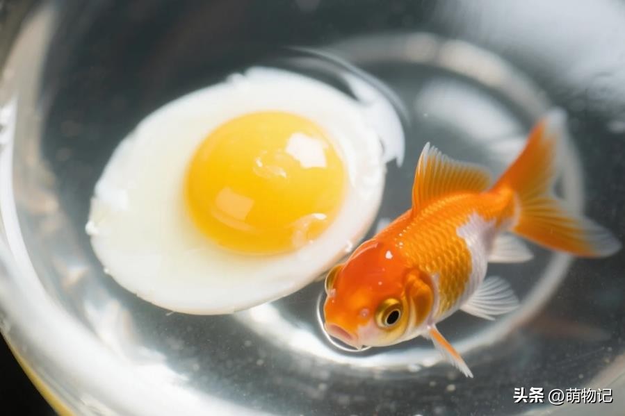 小金鱼没有饲料吃什么_自制金鱼辅食_天然食材喂金鱼