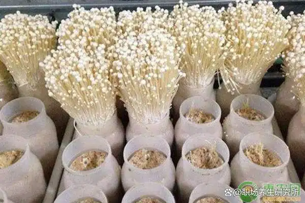 秸秆资源化利用_秸秆综合利用_秸秆的综合利用技术
