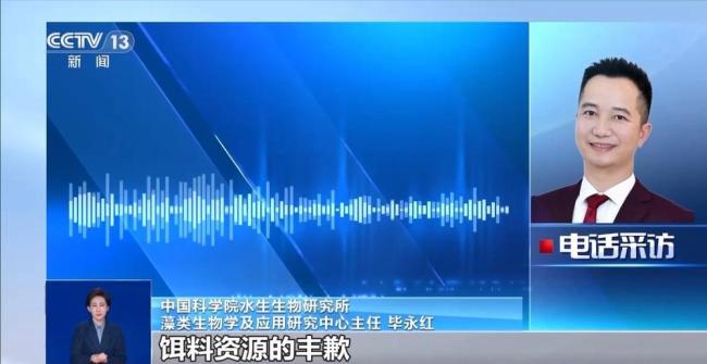 杭州西湖为何要投放漂白粉 为荷芽“保驾护航”