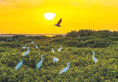 红树林固碳作用_生物量碳_陆地生态系统碳汇