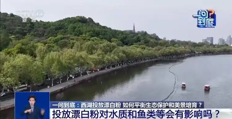 杭州西湖投放漂白粉原因_杭州西湖为何要投放漂白粉_西湖荷芽养护使用漂白粉安全性